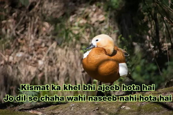 bad kismat shayari