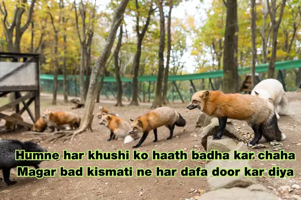 bad kismat shayari